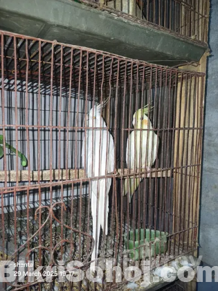 ককাটেল মাষ্টার পেয়ার ও বেবী